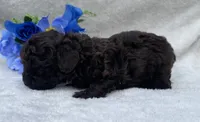 AKC Travis , a male Poodle - Toy  for sale in Hillsboro, AL – 4 of 7