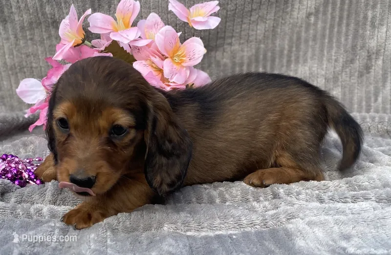 AKC Ivy – Miniature Dachshund puppy for sale in Hillsboro, AL