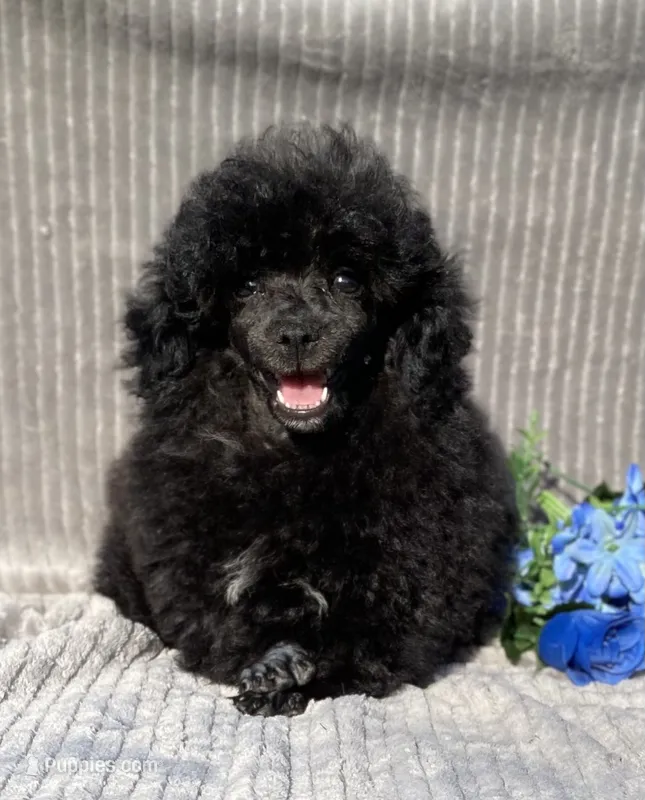 AKC Petey – Poodle - Toy  puppy for sale in Hillsboro, AL