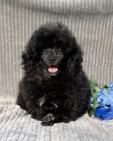 Petey, a male Poodle - Toy  for sale in Hillsboro, AL – 1 of 6