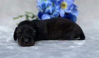 AKC Alex, a male Miniature Dachshund for sale in Hillsboro, AL – 2 of 6