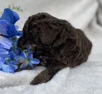 AKC Trevor, a male Poodle - Toy  for sale in Hillsboro, AL – 3 of 8