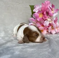 AKC Anna, a female Miniature Dachshund for sale in Hillsboro, AL – 4 of 5