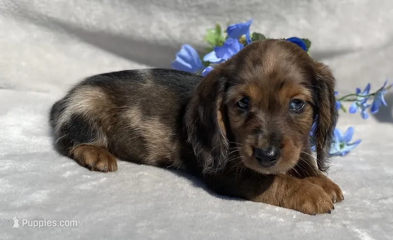 AKC Allen – Miniature Dachshund puppy for sale in Hillsboro, AL