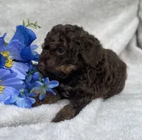 AKC Trevor, a male Poodle - Toy  for sale in Hillsboro, AL – 2 of 8