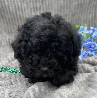 AKC Petey, a male Poodle - Toy  for sale in Hillsboro, AL – 7 of 10