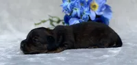 AKC Alex, a male Miniature Dachshund for sale in Hillsboro, AL – 5 of 6