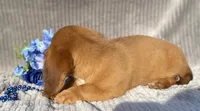 AKC Mitchell, a male Miniature Dachshund for sale in Hillsboro, AL – 2 of 5