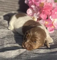 AKC Isabella, a female Miniature Dachshund for sale in Hillsboro, AL – Photo 4 of 8