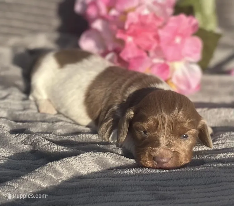 AKC Isabella – Miniature Dachshund puppy for sale in Hillsboro, AL