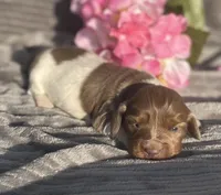 AKC Isabella, a female Miniature Dachshund for sale in Hillsboro, AL – Photo 1 of 8