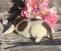 AKC Isabella, a female Miniature Dachshund for sale in Hillsboro, AL – Photo 3 of 8