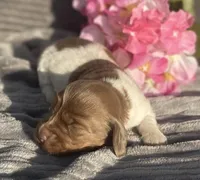 AKC Isabella, a female Miniature Dachshund for sale in Hillsboro, AL – Photo 7 of 8