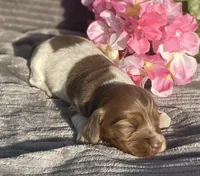 AKC Isabella, a female Miniature Dachshund for sale in Hillsboro, AL – Photo 5 of 8