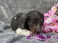 Izzy, a female Miniature Dachshund for sale in Hillsboro, AL – 2 of 8