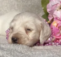 AKC Lisalotte, a female Miniature Dachshund for sale in Hillsboro, AL – 2 of 5