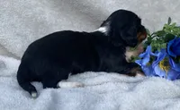 AKC Lawrence, a male Miniature Dachshund for sale in Hillsboro, AL – 3 of 8