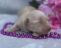 AKC Melody (purple), a female Miniature Dachshund for sale in Hillsboro, AL – 5 of 6