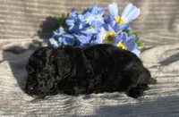 AKC Petey, a male Poodle - Toy  for sale in Hillsboro, AL – Photo 4 of 9