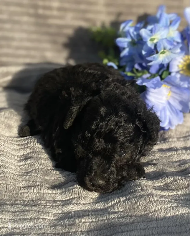 AKC Petey – Poodle - Toy  puppy for sale in Hillsboro, AL