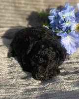 AKC Petey, a male Poodle - Toy  for sale in Hillsboro, AL – Photo 1 of 9