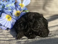 AKC Petey, a male Poodle - Toy  for sale in Hillsboro, AL – Photo 7 of 9