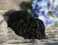 AKC Petey, a male Poodle - Toy  for sale in Hillsboro, AL – Photo 2 of 9