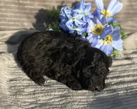 AKC Petey, a male Poodle - Toy  for sale in Hillsboro, AL – Photo 9 of 9