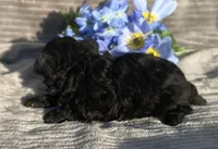 AKC Petey, a male Poodle - Toy  for sale in Hillsboro, AL – Photo 8 of 9
