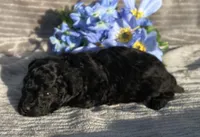 AKC Petey, a male Poodle - Toy  for sale in Hillsboro, AL – Photo 5 of 9