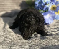 AKC Petey, a male Poodle - Toy  for sale in Hillsboro, AL – Photo 6 of 9