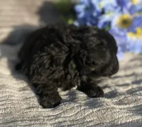 AKC Petey, a male Poodle - Toy  for sale in Hillsboro, AL – Photo 3 of 9