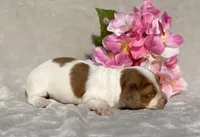 AKC Anna, a female Miniature Dachshund for sale in Hillsboro, AL – 2 of 5