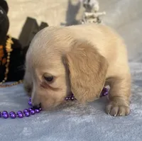 AKC Melody (purple), a female Miniature Dachshund for sale in Hillsboro, AL – 5 of 8
