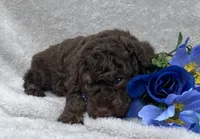 AKC Trevor, a male Poodle - Toy  for sale in Hillsboro, AL – 7 of 8