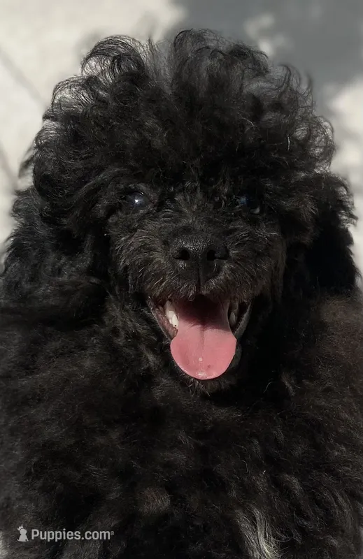 Petey – Poodle - Toy  puppy for sale in Hillsboro, AL