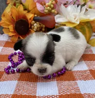 CKC Clover, a female Chihuahua for sale in Hillsboro, AL – Photo 2 of 6