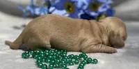 AKC Morris (green), a male Miniature Dachshund for sale in Hillsboro, AL – 5 of 7