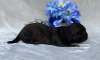 AKC Alex, a male Miniature Dachshund for sale in Hillsboro, AL – 6 of 6