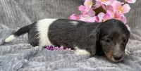 Izzy, a female Miniature Dachshund for sale in Hillsboro, AL – 6 of 8