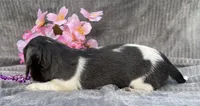 Izzy, a female Miniature Dachshund for sale in Hillsboro, AL – 5 of 8
