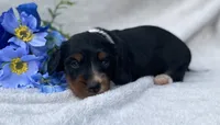 AKC Lawrence, a male Miniature Dachshund for sale in Hillsboro, AL – 7 of 8