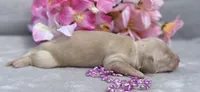 AKC Madeline (pink), a female Miniature Dachshund for sale in Hillsboro, AL – 6 of 6