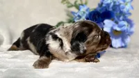 AKC Allen, a male Miniature Dachshund for sale in Hillsboro, AL – 6 of 6