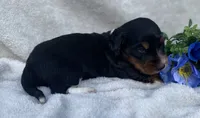 AKC Lawrence, a male Miniature Dachshund for sale in Hillsboro, AL – 6 of 8