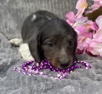 Izzy, a female Miniature Dachshund for sale in Hillsboro, AL – 4 of 8