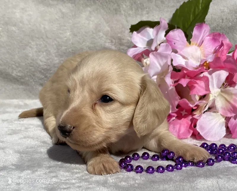 AKC Melody (purple) – Miniature Dachshund puppy for sale in Hillsboro, AL
