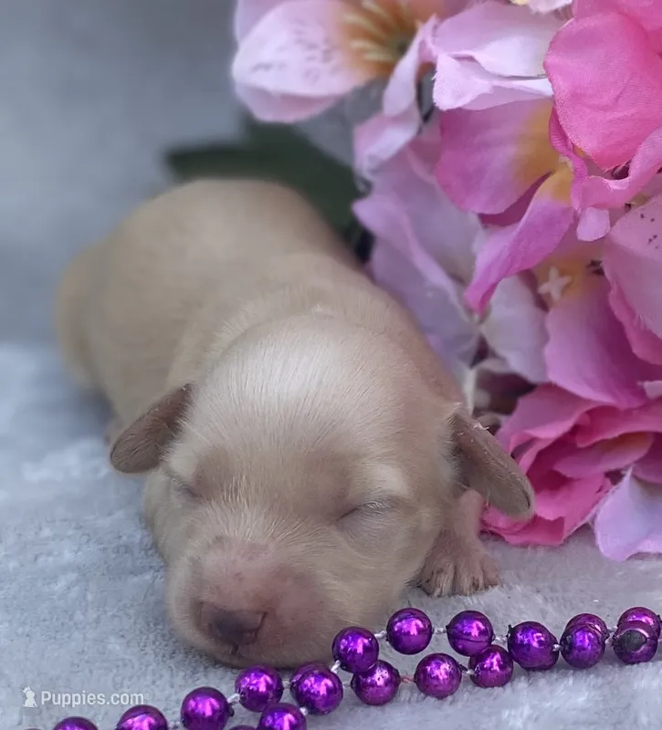 AKC Melody (purple) – Miniature Dachshund puppy for sale in Hillsboro, AL