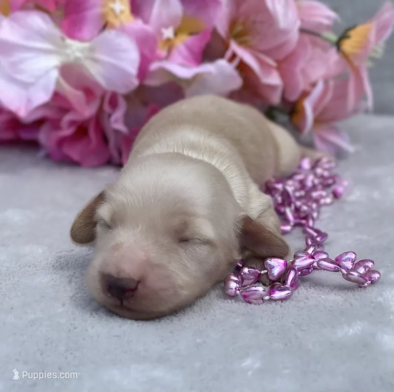 AKC Madeline (pink) – Miniature Dachshund puppy for sale in Hillsboro, AL