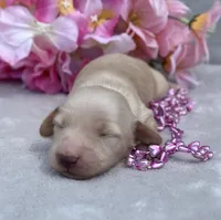 AKC Madeline (pink), a female Miniature Dachshund for sale in Hillsboro, AL – 1 of 6